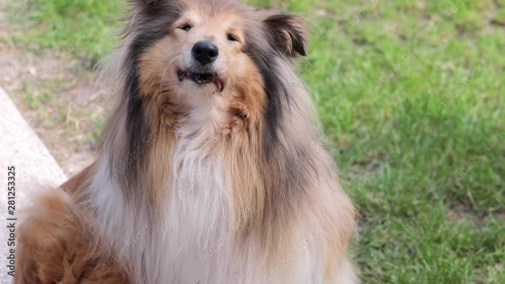 Close Up Cute Rough Collie Scratching Itself Outside On Green Grass Close Up Cute Rough Collie Scratching Itself Outside On Green Grass