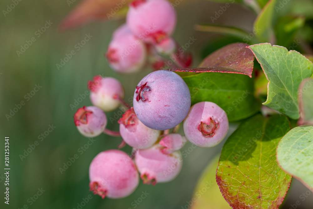 Beginning ripe blueberry fruit, on the branch Beginning ripe blueberry fruit, on the branch