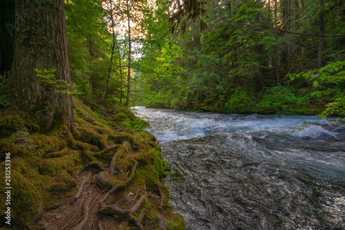 Roots in the McKenzie River
