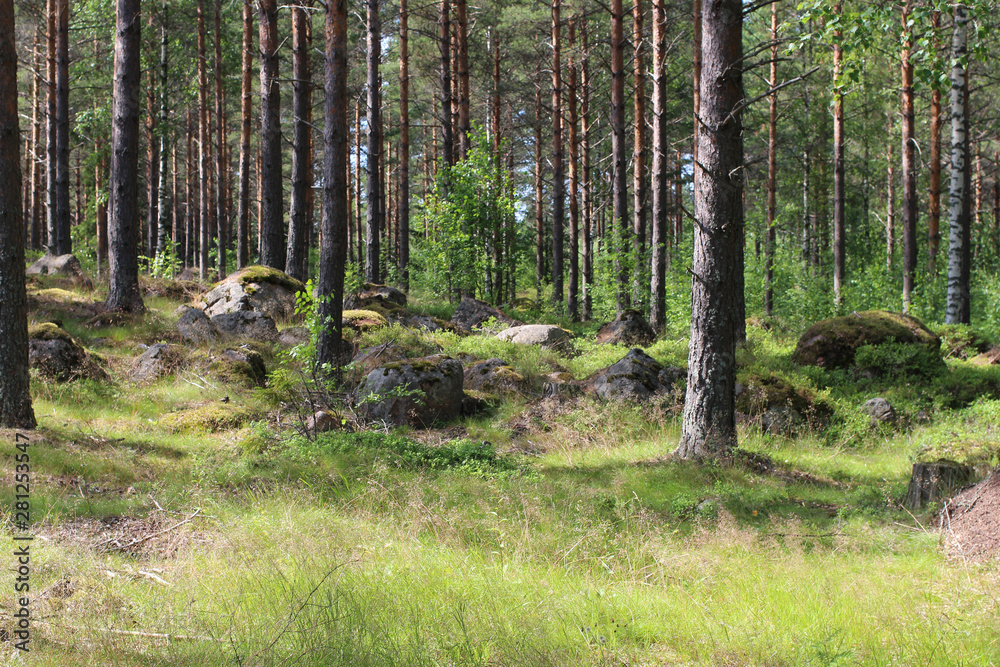 Fototapeta premium Big stones in fir forest on a summer day