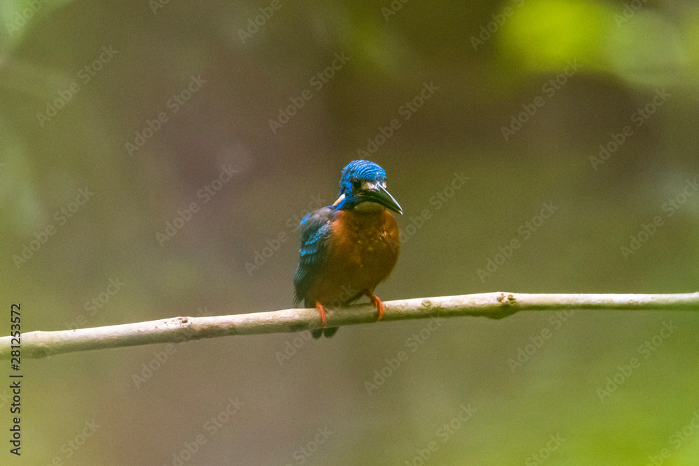 Common Kingfisher (Alcedo atthis) on branch Common Kingfisher (Alcedo atthis) on branch