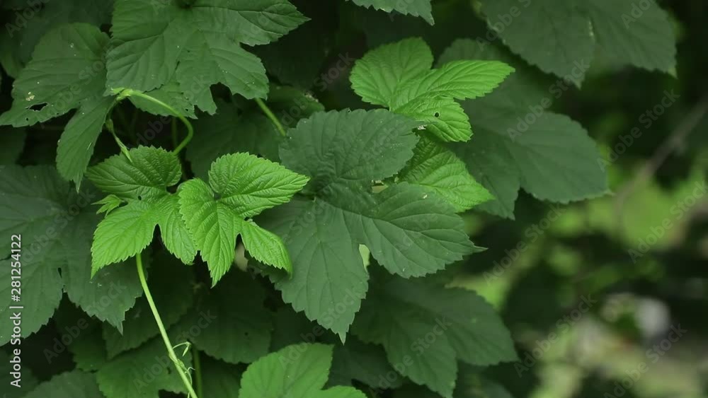 Bright forest greens in the forest. Background with unusual plant foliage swaying. Natural texture with juicy leaves Bright forest greens in the forest. Background with unusual plant foliage swaying. Natural texture with juicy leaves