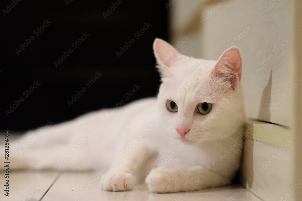close up one pure white cat lying down on floor at home. Looking at camera. Defocused dark background close up one pure white cat lying down on floor at home. Looking at camera. Defocused dark background