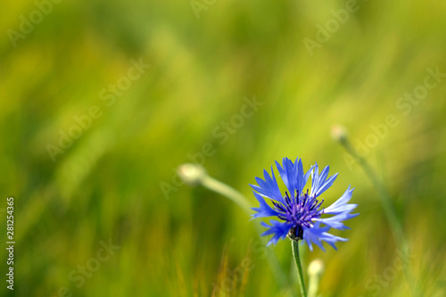 A field with cornflowers and other wildflowers. photo