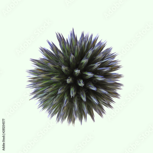 ルリタマアザミの花