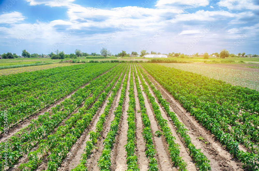 Rows / plantation of young pepper on a farm on a sunny day. Growing organic vegetables. Eco-friendly products. Agriculture land and farming. Agro business. Ukraine, Kherson region. Selective focus