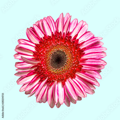 ピンクのガーベラの花
