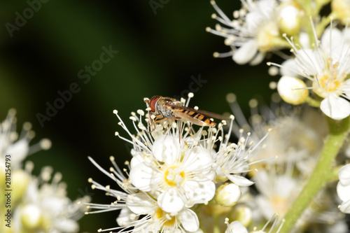 Schwebfliege, Syrphidae, Stehfliege, Schwirrfliege, Fliege, Brachycera, Insekt, Makro, Tier