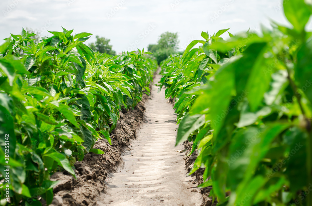Rows of young pepper on a farm on a sunny day. Growing organic vegetables. Eco-friendly products. Agriculture land and farming. Agro business. Ukraine, Kherson region. Selective focus Rows of young pepper on a farm on a sunny day. Growing organic vegetables. Eco-friendly products. Agriculture land and farming. Agro business. Ukraine, Kherson region. Selective focus