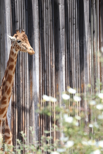 Canvas Print Baby Giraffe, Lyon