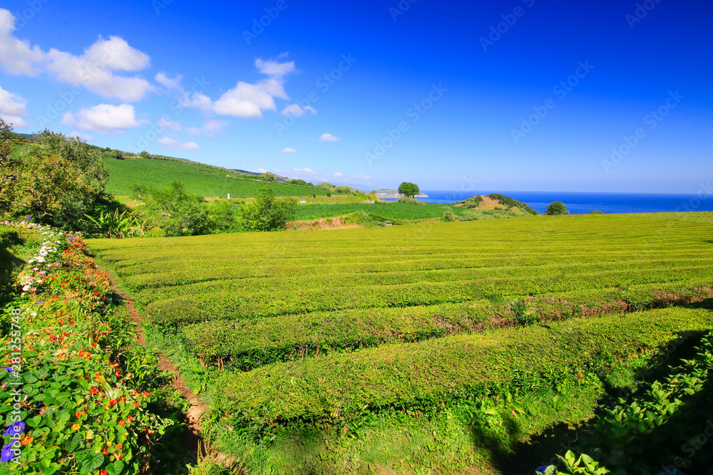 Plantation de thé Sao Miguel Açores