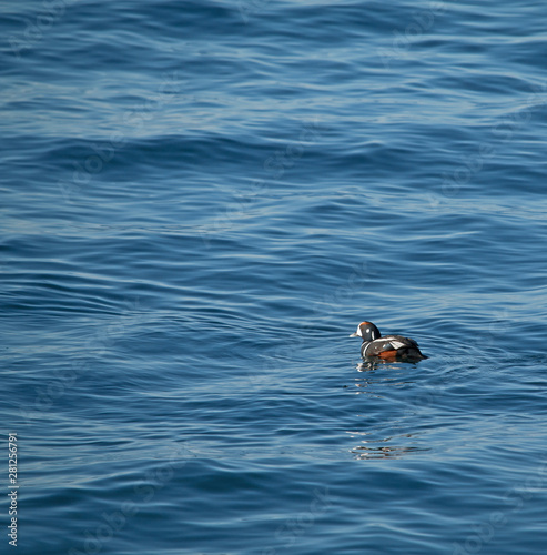 Male Harlequin duck, Histrionicus histrionicus, with colorful plumage swimming in ocean.