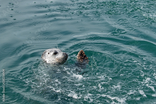 A Harbor Seal, Phoca vitulina, swims and splashes in the water, hoping for fish from the dock
