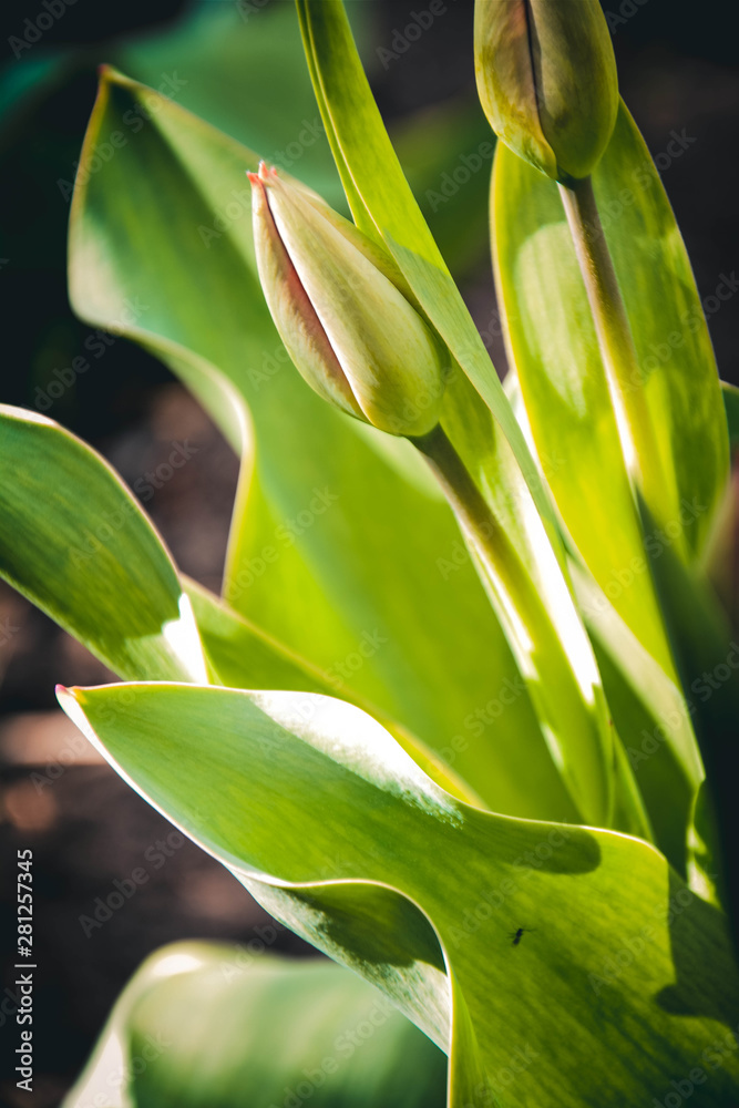 green plant in the garden