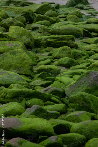 Coast West Ireland alge rocks green