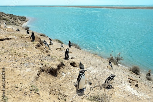 Magellan Penguins on the Valdes Peninsula in Argentina, Patagonia