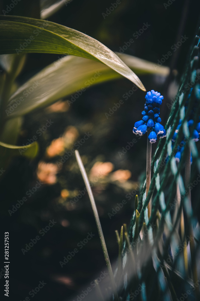 flower in the wind