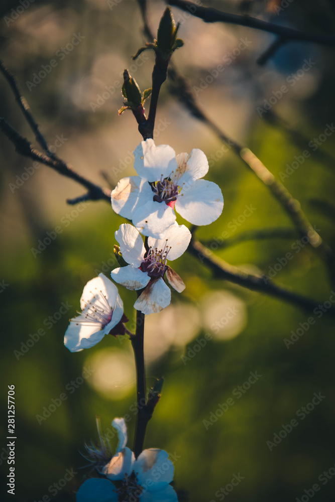 flowers in spring