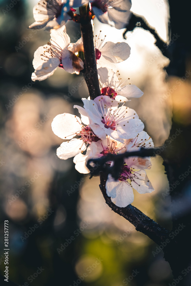 cherry blossom in spring