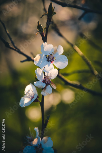 Obraz na płótnie flowers in spring w salonie