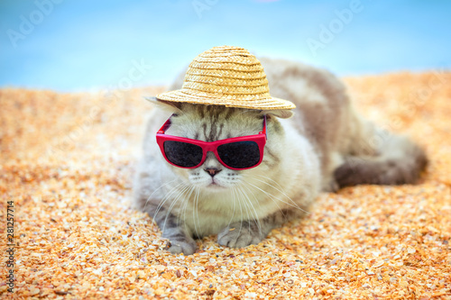 Funny cat outdoors in summer. Cat wearing sunglasses and sun hat relaxing on the beach. Summertime concept