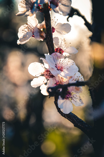 Obraz na płótnie cherry blossom in spring w salonie