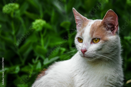 Portrait of a white cat that turned around