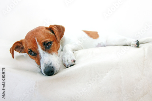 Dog Jack Russell Terrier after poisoning lies on top of the couch on a white background, horizontal