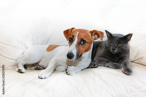 dog jack russell terrier and gray cat sit on a white sofa after pranks guilty, on a white background