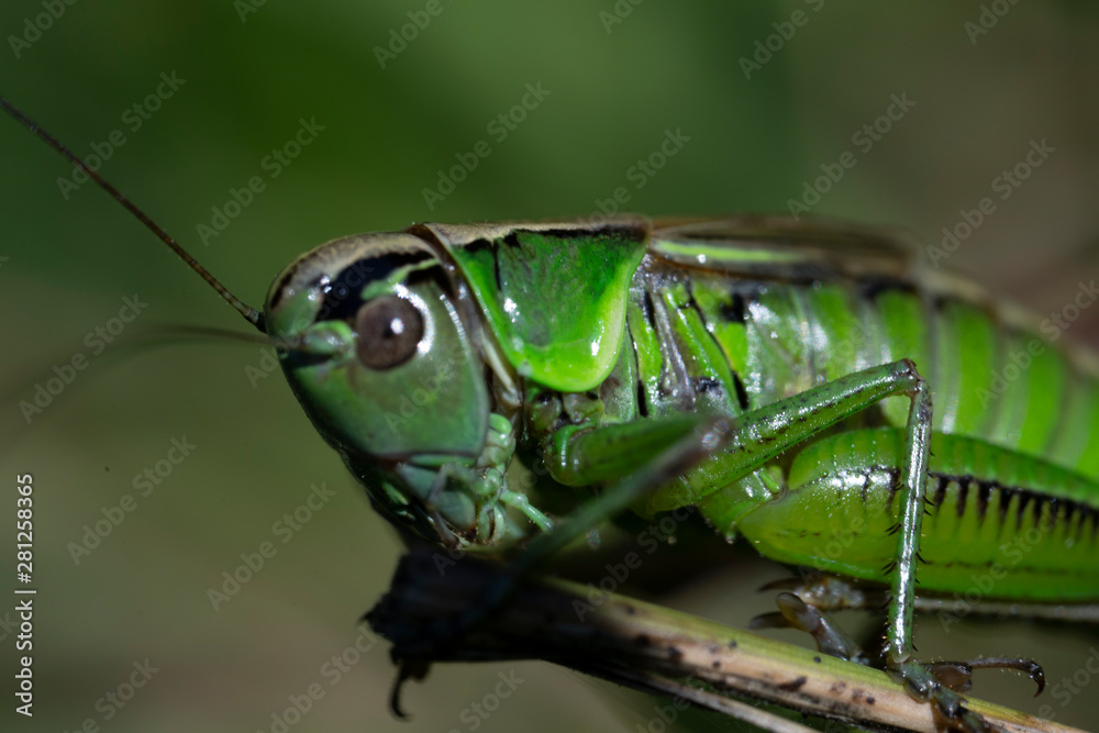 Macro photo of green grasshopper. Summer meadow with insect Macro photo of green grasshopper. Summer meadow with insect