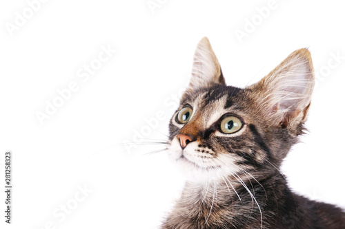 Portrait of cute tabby cat with green eyes isolated on white background. Soft fluffy purebred straight-eared short hair kitty. Copy space, close up. Adorable domestic pet concept. © Evrymmnt
