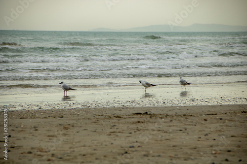 sea gull on the beach of senigallia