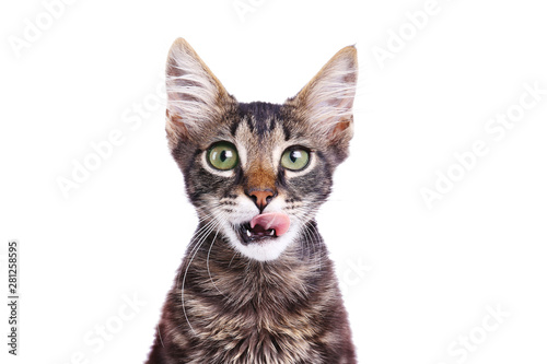 Portrait of cute tabby cat with green eyes isolated on white background. Soft fluffy purebred straight-eared short hair kitty. Copy space, close up. Adorable domestic pet concept.