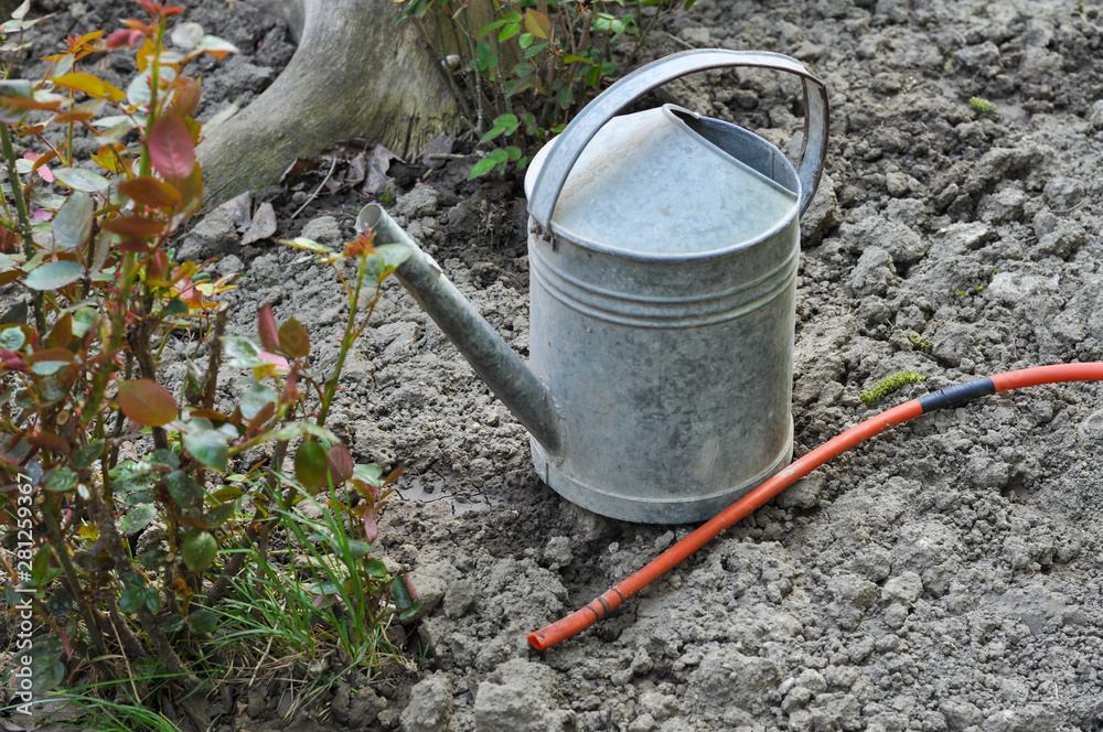 Metal bucket for watering flowers in the garden Metal bucket for watering flowers in the garden