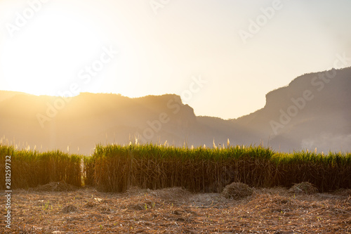 The sugar cane field at sunset