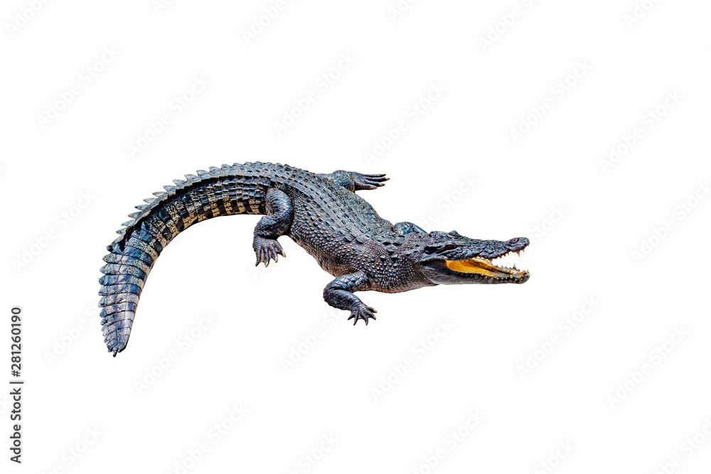 Naklejka premium Crocodile on a white background with clipping path , isolated