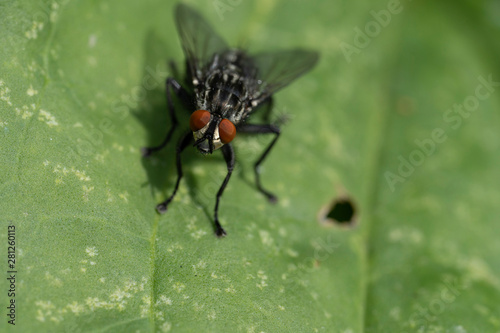 Macro photo of insect. Black fly on summer meadow.