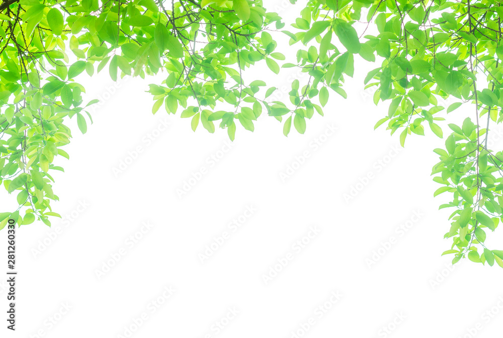 green leaves isolated white background with clipping path. nature frame for decoration design. green leaves isolated white background with clipping path. nature frame for decoration design.