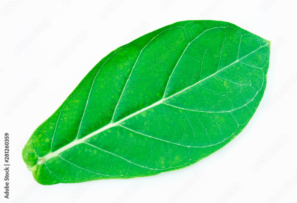 Obraz premium Calotropis gigantea