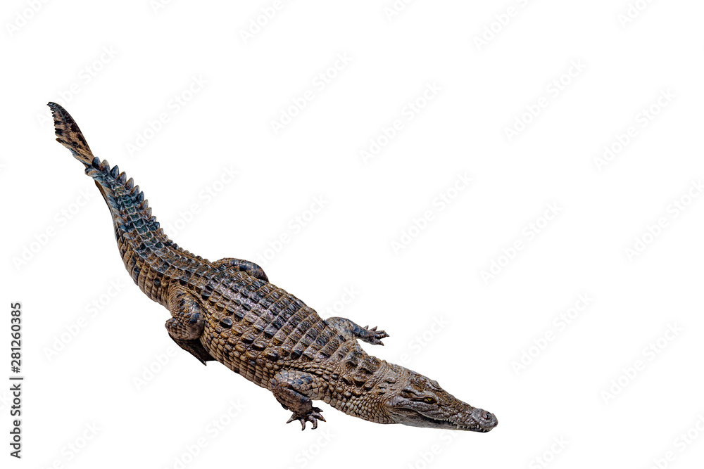 Naklejka premium Krokodyl na białym tle ze ścieżką przycinającą, na białym tle