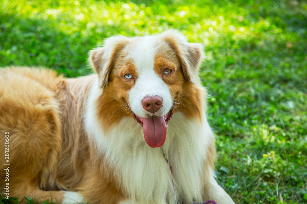 Adorable red merle blue eyes aussie Australian shepherd puppy dog lying in grass outside.