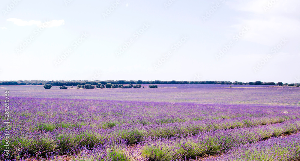 Obraz premium Beautiful lavender fields purple landscape in La Alcarria, Guadalajara, Spain