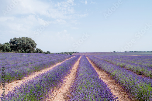 Lavender filds in La Alcarria  Spain