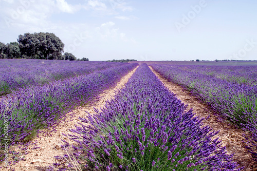 Lavender fields in La Alcarria, Spain