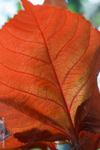 autumn orange leaf tree close-up
