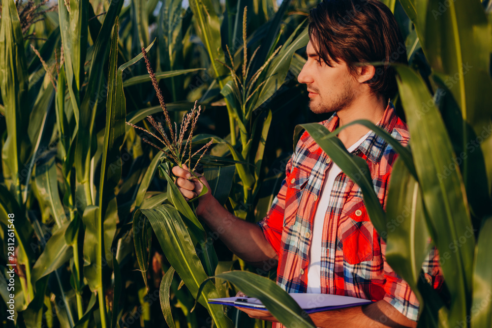 Agronomist  in a cornfield  taking control of the yield and regard a plant. - Image - obrazy, fototapety, plakaty 