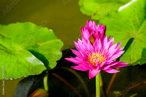 Image of beautiful purple lotus flower blooming in the morning in the garden.