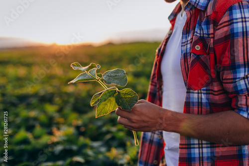 Cropping image of agronomist standing in a  field and holding a plant in his hand - Image photo