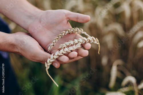 Closeup  a male hand holding a wheat.- Image