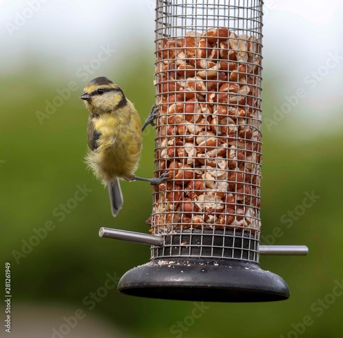 Broadway, Gloustershire, England, July 2019. A Blue tit bird feeding on peanuts from a hanging bird feeder in an English garden. photo